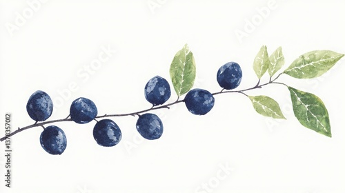 Blackthorn Branch with Berries and Leaves, Watercolor painting of sloe berries on a branch.