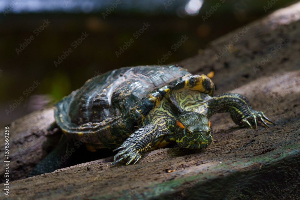 Fototapeta premium tortuga