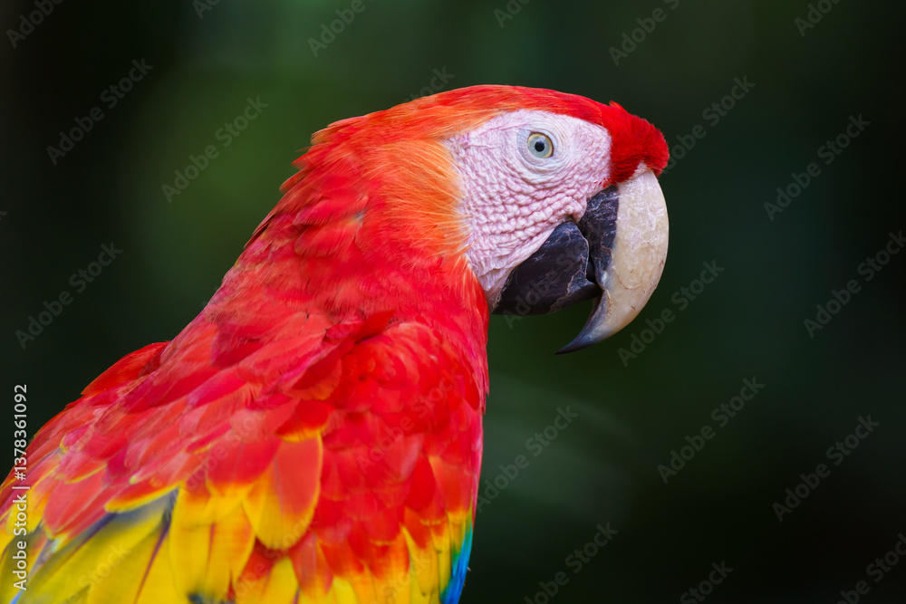 Fototapeta premium Ave