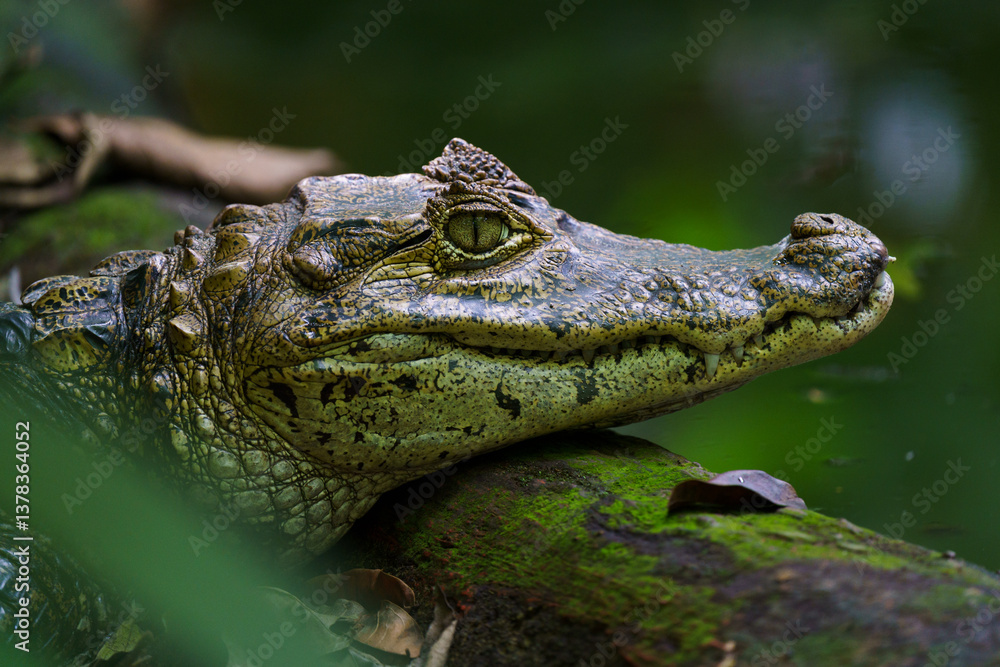 Fototapeta premium Retrato Cocodrilo 