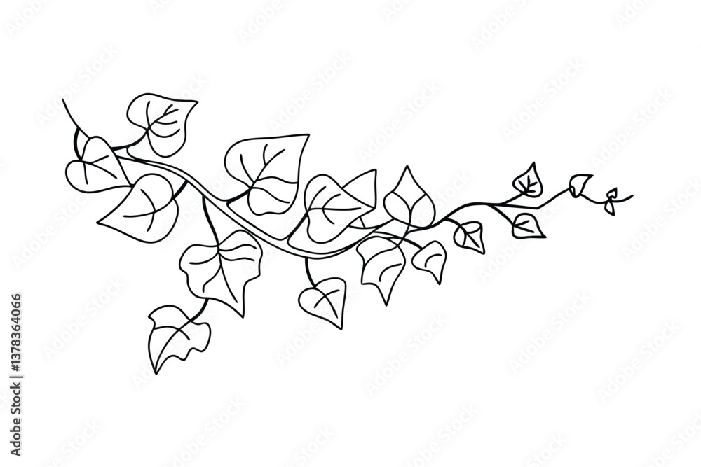 Elegant Black and White Ivy Vine Leaf Branch Drawing Illustration Elegant Black and White Ivy Vine Leaf Branch Drawing Illustration