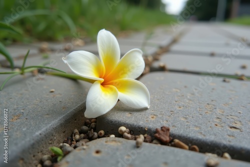 Fallen frangipani flower on cobblestone path in nature setting