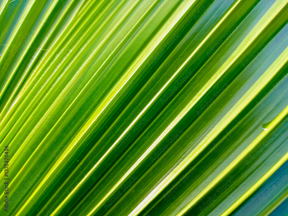 Palm leaf texture,Green leaf background textures ecology garden on tropical rain forest jungle banana leaves palm tree. Palm leaf texture,Green leaf background textures ecology garden on tropical rain forest jungle banana leaves palm tree.
