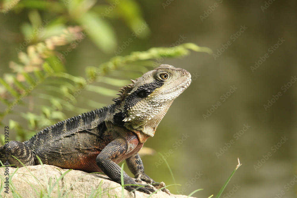 Fototapeta premium Australian Water Dragon