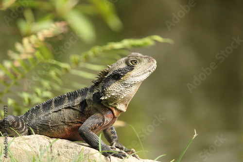 Australian Water Dragon