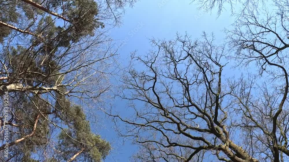 Looking up and walking underneath trees with no leaves. Looking up and walking underneath trees with no leaves.
