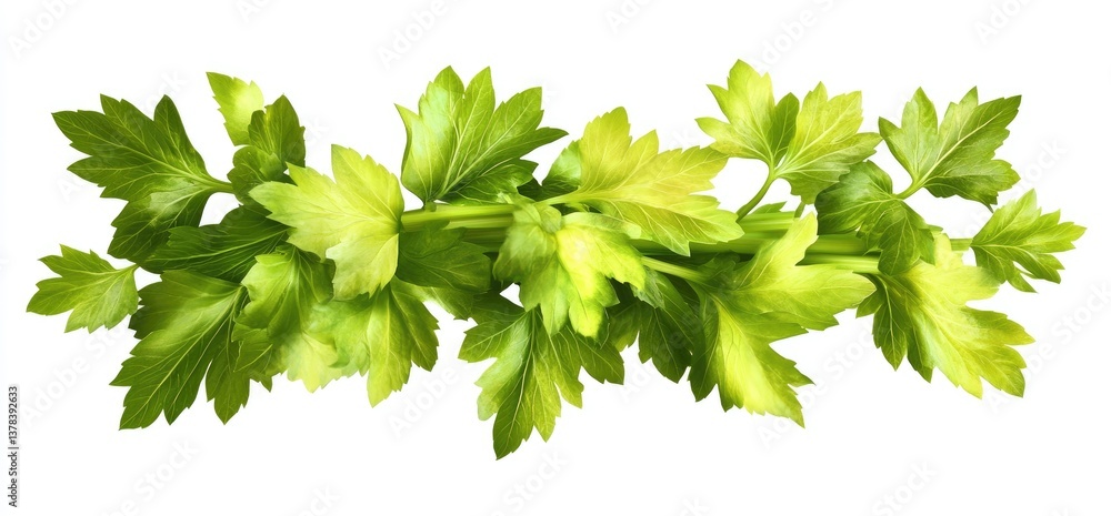 Fresh Parsley Bunch Fresh Parsley Bunch