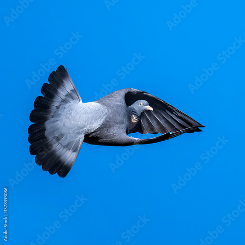 pigeon in flight