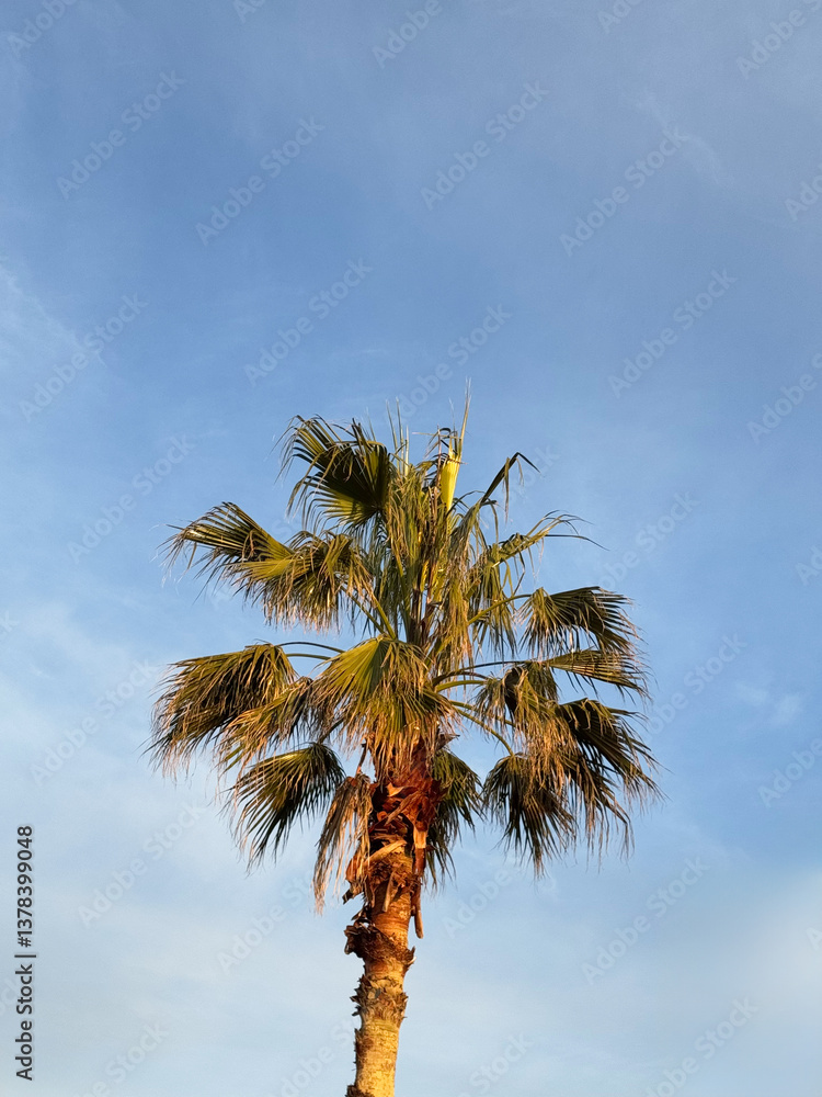Palm tree bathed in golden sunlight against a blue sky