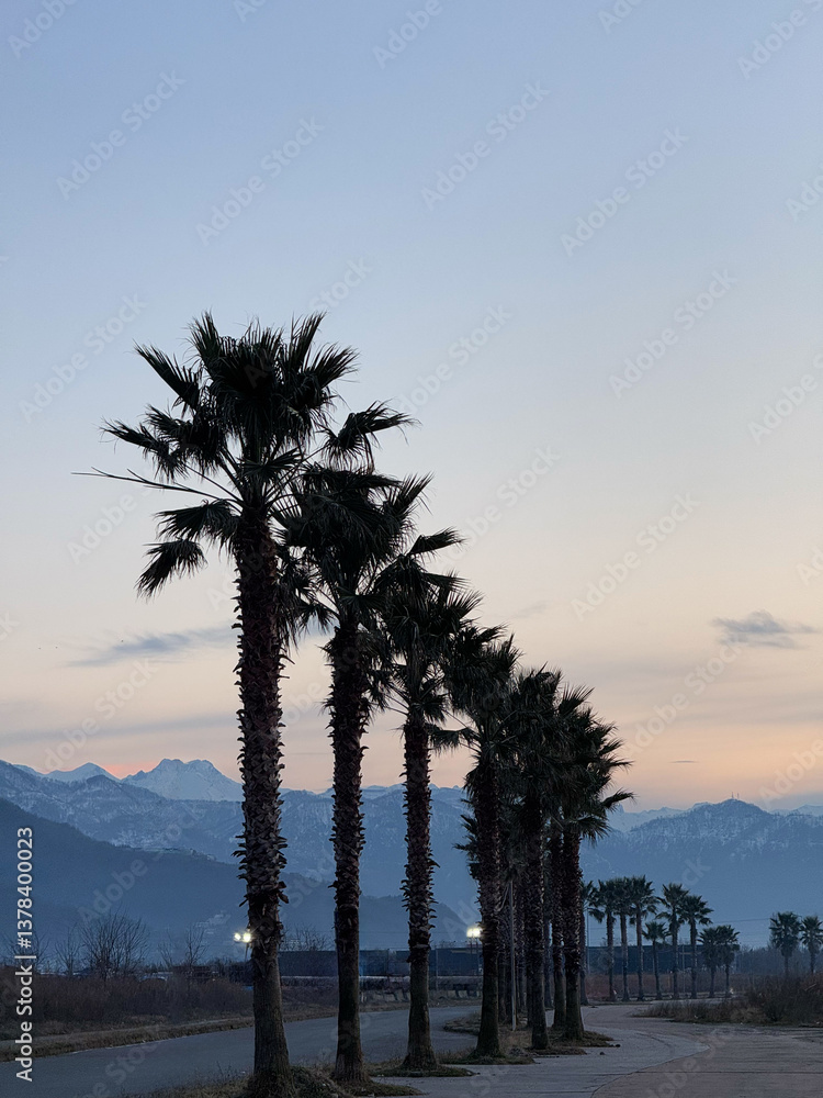 Palm Trees Lining a Road at Dusk with Mountain View