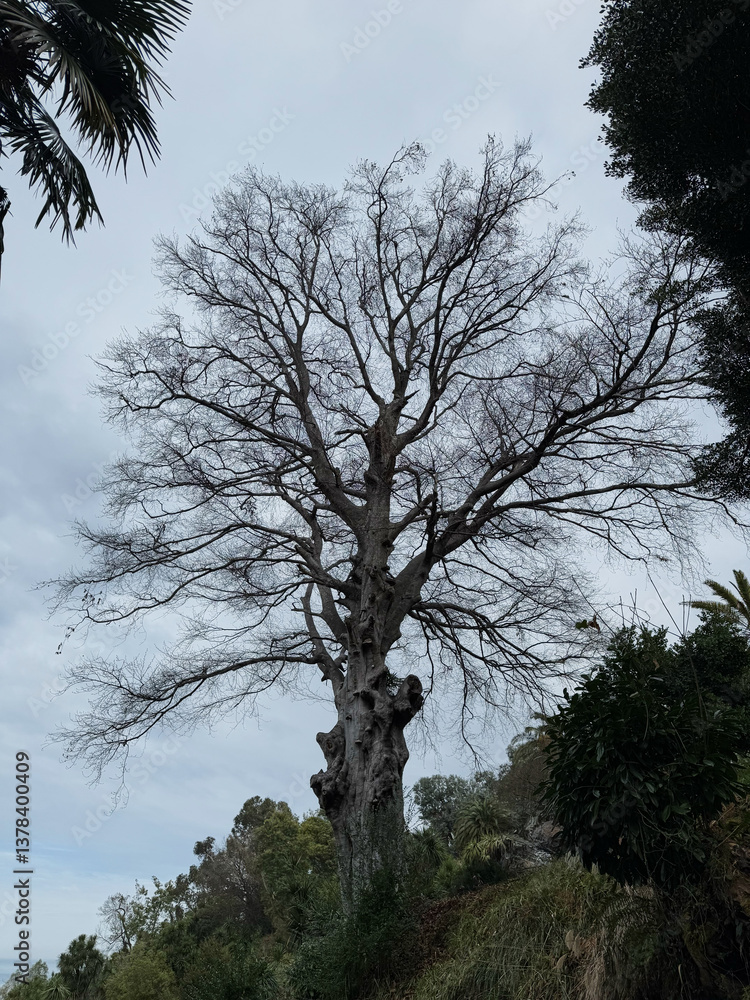 Majestic Bare Tree on a Hillside Under Cloudy Sky