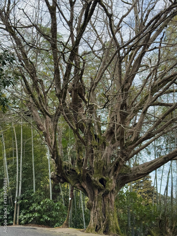 Majestic Ancient Tree with Twisting Branches