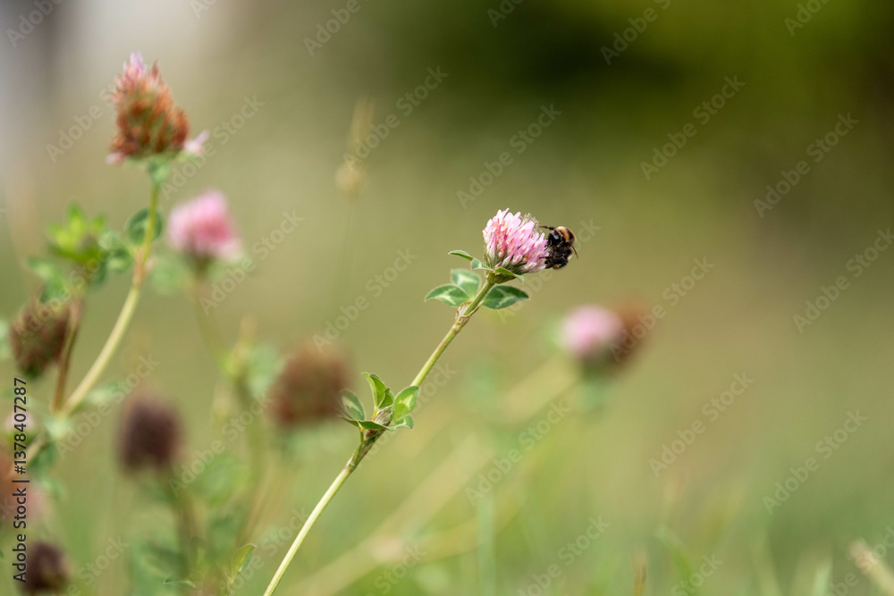 cow pasture grass clover growing on a farm in australia