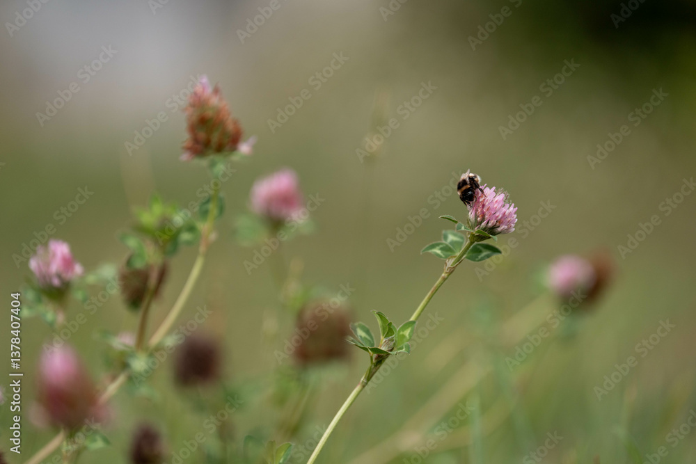 cow pasture grass clover growing on a farm in australia