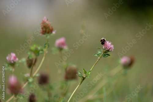 Obraz na płótnie cow pasture grass clover growing on a farm in australia w salonie