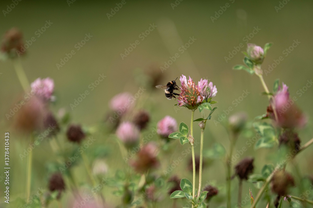 cow pasture grass clover growing on a farm in australia