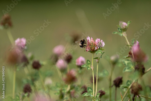 Obraz na płótnie cow pasture grass clover growing on a farm in australia w salonie