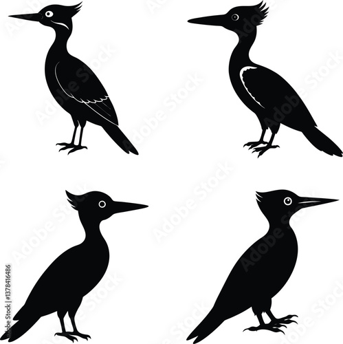 Extinct bird Labrador ivory billed Woodpecker silhouette