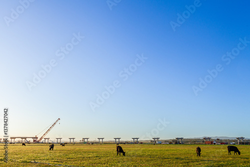 Cattle grazing in farmland with bypass road bridge construction site and crane on horizon