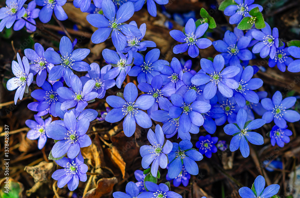 Fototapeta premium Ethereal blue wonders: hepatica flowers flourishing under dappled light of a peaceful forest