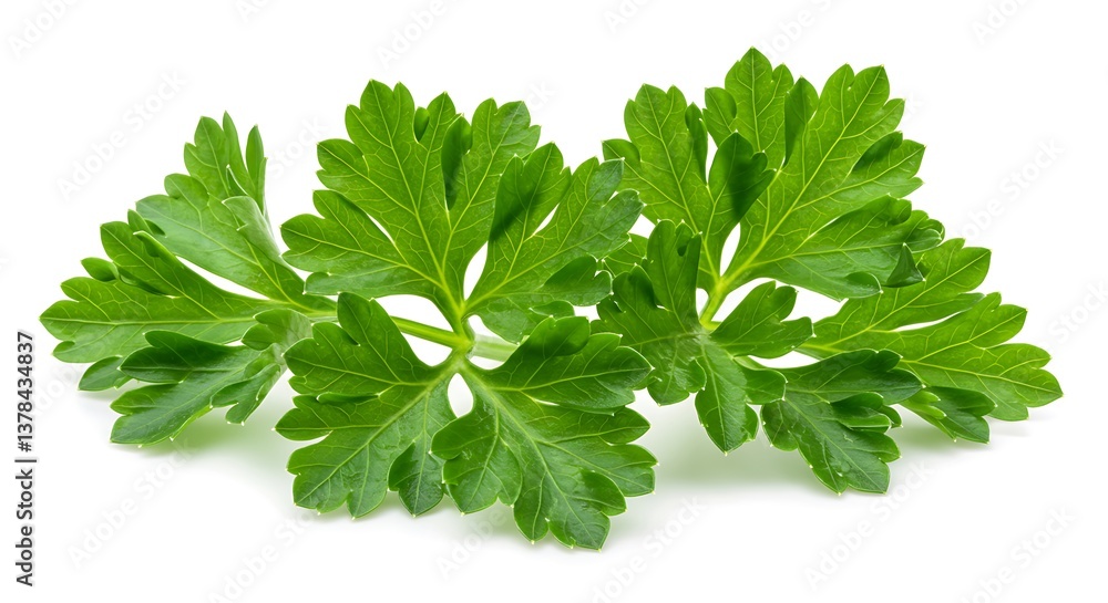 Fresh Parsley Sprig Green Herb Culinary Ingredient Fresh Parsley Sprig Green Herb Culinary Ingredient