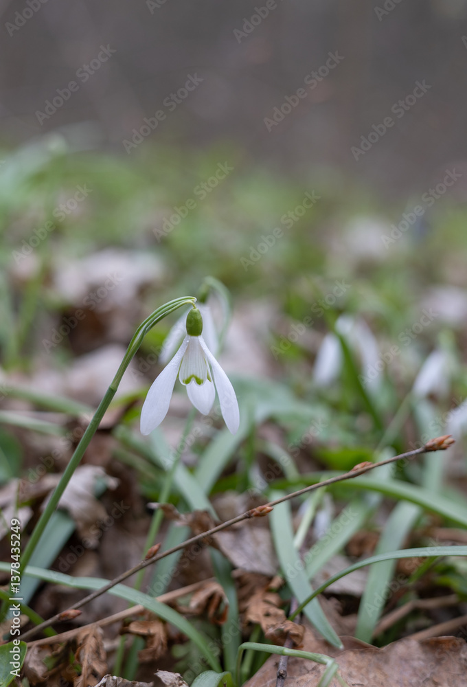 White snowdrops in the spring forest White snowdrops in the spring forest