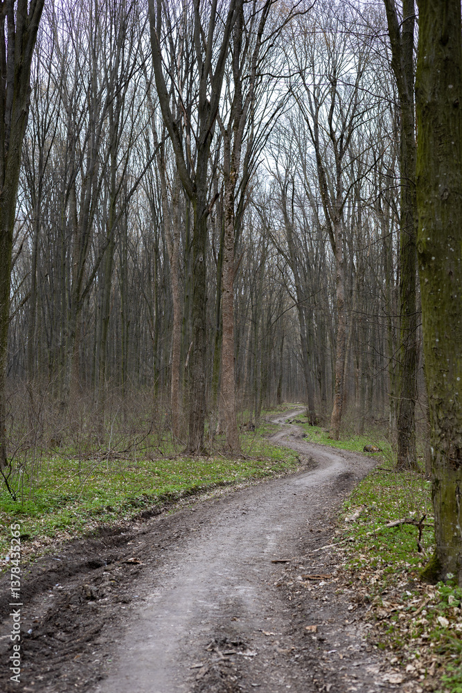 Fototapeta premium Dirt road in the spring forest