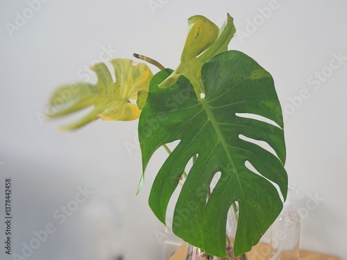 houseplant diseases.monstera diseases. yellowed monstera leaf with dried ends. monstera thrips infestation