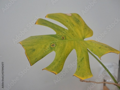 houseplant diseases.monstera diseases. yellowed monstera leaf with dried ends. monstera thrips infestation