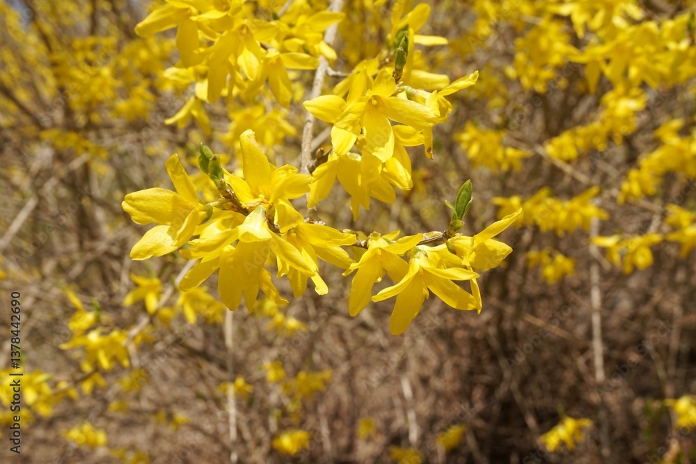 yellow forsythia flowers bloomed yellow forsythia flowers bloomed