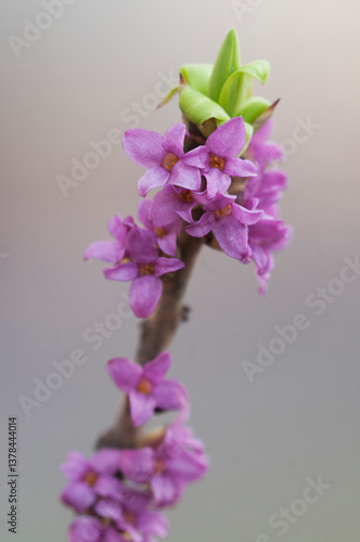 Flowers of February daphne, Daphne mezereum