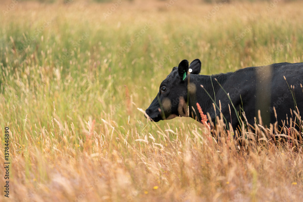 Fototapeta premium herd of cows eating grass on a farm in a field, restoring landscape and using sustainable farming