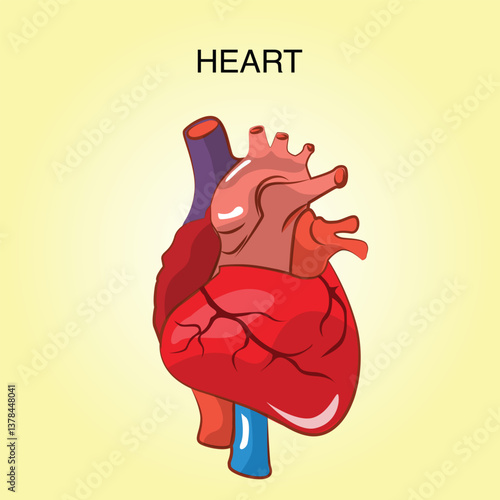 heart, illustration of body organs, for study materials