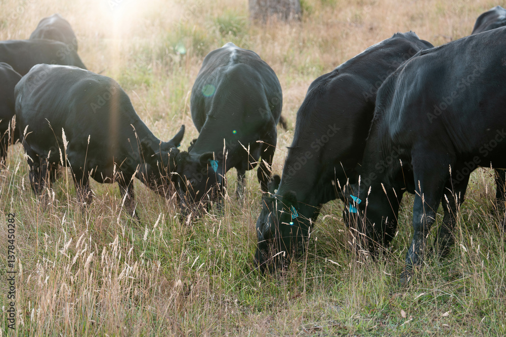 herd of cows eating grass on a farm in a field, restoring landscape and using sustainable farming