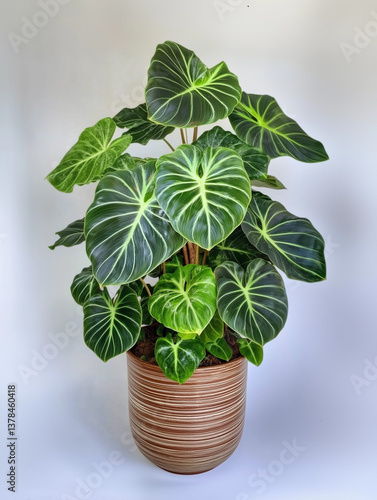Philodendron Verucosum plant in a pot, tropical plants jungle plants beautiful