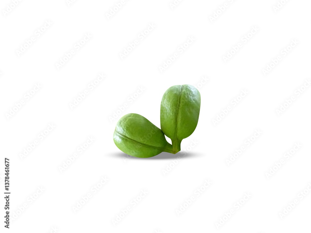 Fototapeta premium sterculia foetida or wild almond green fruits isolated on white background