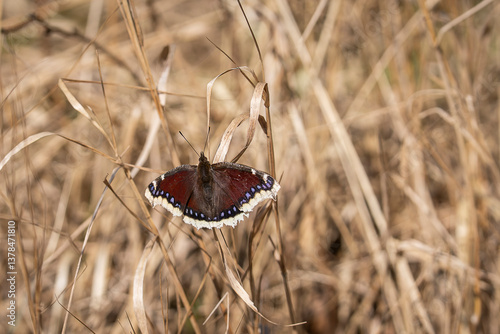 A close-up of a Nymphalis antiopa butterfly with open wings. Butterfly Nymphalis antiopa, known as the mourning cloak, sitting on the dry grass. 