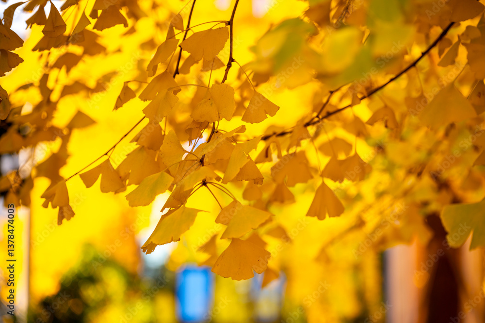 the autumn colors of yellow ginkgo tree in outdoor background