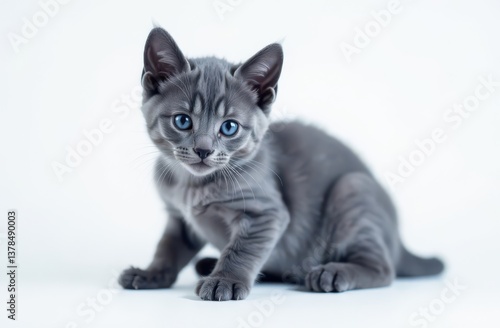  Charming Gray Kitten with Blue Eyes on White Background