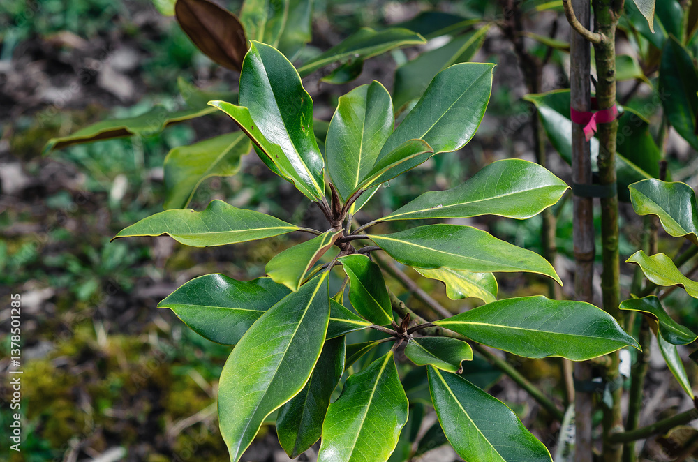 Green leaves of evergreen magnolia in garden Green leaves of evergreen magnolia in garden