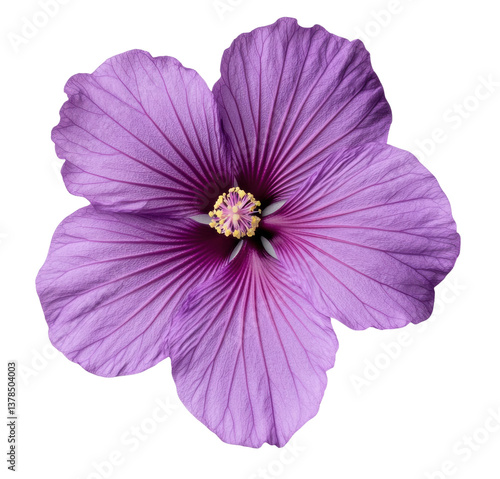 Vibrant purple hibiscus flower in full bloom with intricate petals, cut out