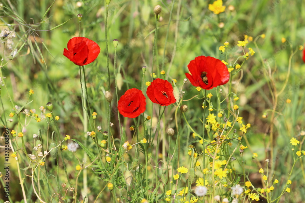 Obraz premium red field poppies in the city park