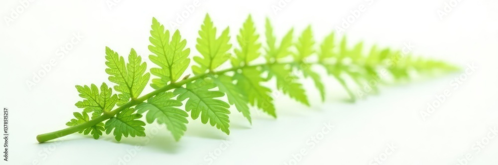 Single fern leaf isolated on white background, green, flora, minimalist Single fern leaf isolated on white background, green, flora, minimalist