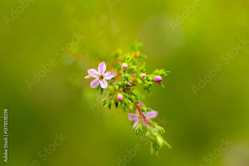 macro shot of small flower with blurred green background