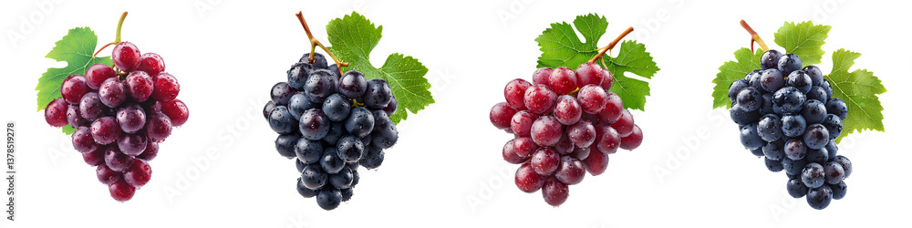 Fototapeta premium Bunches of fresh, organic grapes on the vine