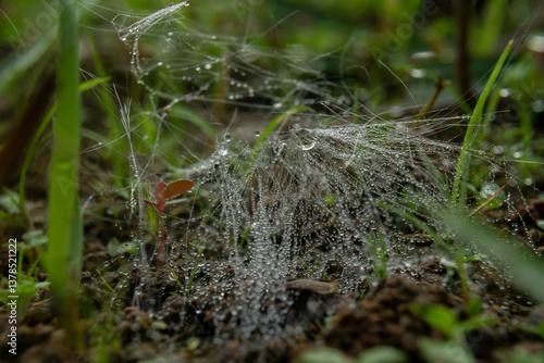 spider web with dew drops