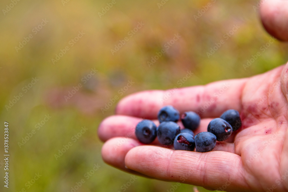 Closeup of Handfull of berries. Palm of the hand holding fresh wild blueberries handpicked from the forest. Finland, Hamina, Kymenlaakso. Blurred background. Copy space. Selective focus Closeup of Handfull of berries. Palm of the hand holding fresh wild blueberries handpicked from the forest. Finland, Hamina, Kymenlaakso. Blurred background. Copy space. Selective focus