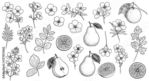 Hand-drawn botanical illustration of pears, citrus fruits, and flowers.