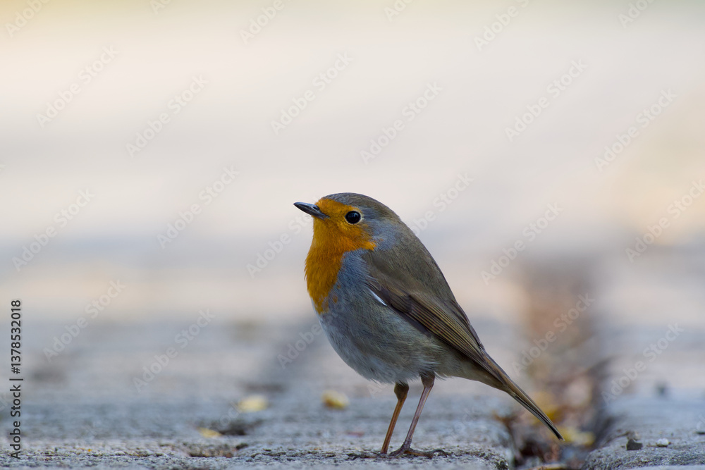 European robin standing on the ground close-up European robin standing on the ground close-up