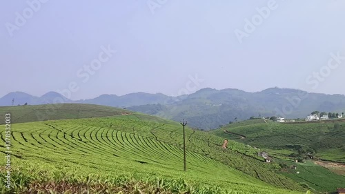 Wallpaper Mural Rolling emerald hills stretch across the horizon, blanketed in neat, curved rows of lush green tea bushes Torontodigital.ca